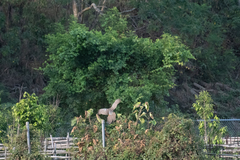 Phasianus colchicus formosanus