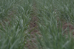 Phasianus colchicus formosanus