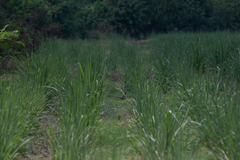 Phasianus colchicus formosanus