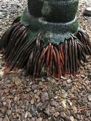 Areca