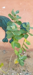 Calotropis procera image