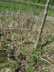 Pedicularis lanceolata