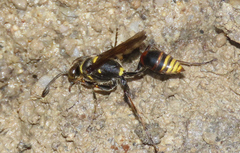 Sceliphron deforme