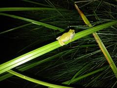 Hyperolius kivuensis