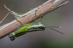 Meltripata picta
