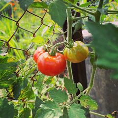 Solanum lycopersicum