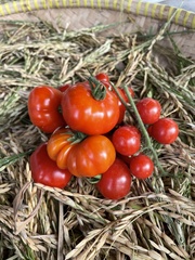 Solanum lycopersicum