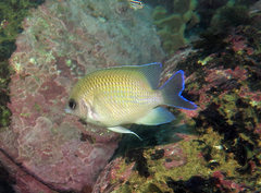Mecaenichthys immaculatus