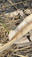 Orthetrum sabina