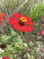 Zinnia