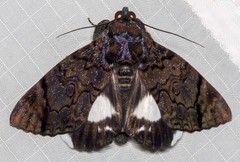 Catephia linteola