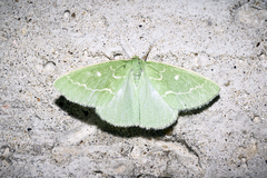 Thetidia smaragdaria