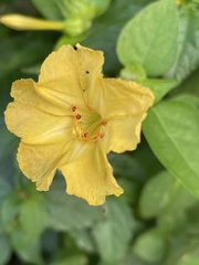Mirabilis jalapa