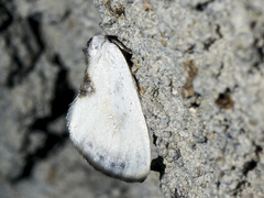 Cilix asiatica