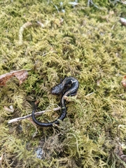 Plethodon shenandoah