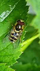 Syrphus ribesii