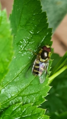 Syrphus ribesii