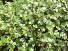 Hydrocotyle batrachium