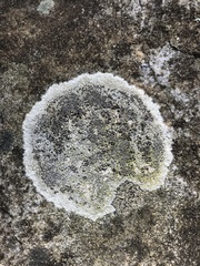 Lecanora campestris