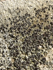 Lecanora campestris