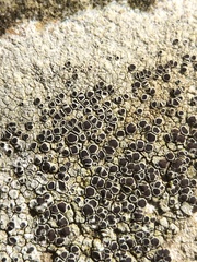 Lecanora campestris