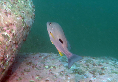 Lutjanus russellii