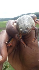 Xenopus victorianus