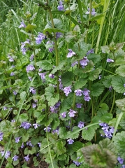 Glechoma hederacea