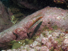Suezichthys arquatus