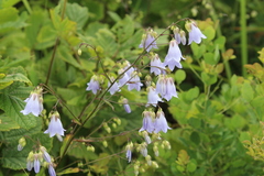 Adenophora divaricata