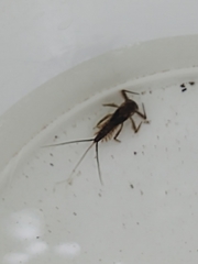 Ecdyonurus venosus