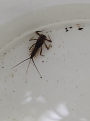 Ecdyonurus venosus