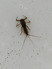 Ecdyonurus venosus