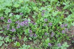 Veronica densiflora