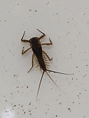 Ecdyonurus venosus