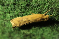 Helcystogramma triannulella