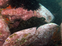 Aplodactylus lophodon