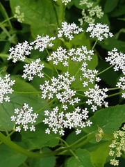 Aegopodium podagraria