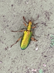 Arthromacra viridissima