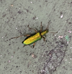 Arthromacra viridissima