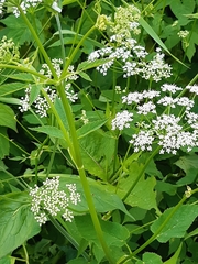 Aegopodium podagraria