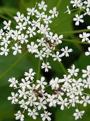 Aegopodium podagraria