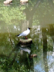 Chroicocephalus ridibundus