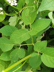 Aegopodium podagraria