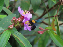 Xylocopa flavonigrescens