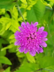 Knautia arvensis