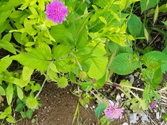 Knautia arvensis
