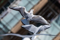 Chroicocephalus ridibundus