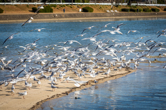 Chroicocephalus ridibundus