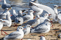 Chroicocephalus ridibundus